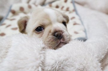 フレンチブルドッグ【山口県・女の子・2018年2月27日・クリーム】の写真「白のフレーズが入った女の子」