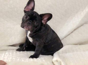 フレンチブルドッグ【山口県・男の子・2018年4月6日・ブリンドル】の写真「人懐っこく甘えん坊さん☆血統優秀」