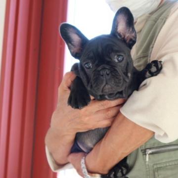 フレンチブルドッグ【山口県・女の子・2022年8月16日・ブリンドル】の写真「毛艶の良い女の子」