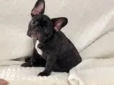 フレンチブルドッグ【山口県・男の子・2018年4月6日・ブリンドル】の写真1