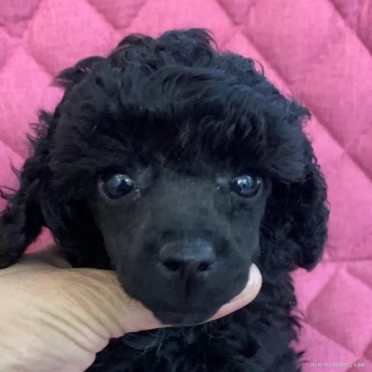 ID：2401-04119の子犬