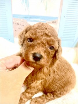 トイプードル(トイ)【福井県・男の子・2021年8月15日・レッド】の写真「ちょっと大きめBOY♡」