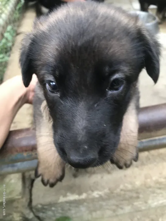 ID：2107-01386の子犬