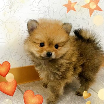 ポメラニアン【青森県・男の子・2025年8月6日・オレンジ】の写真「人懐っこくて可愛い(*´∀｀*)♪」