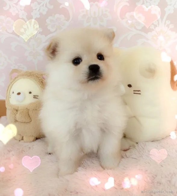 ID:1810-02115の子犬
