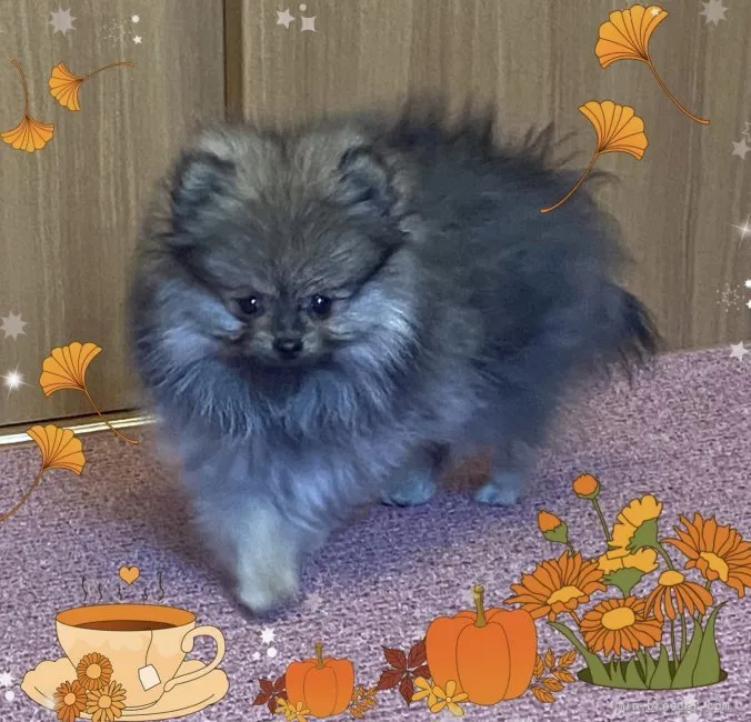 ID:2109-03558の子犬