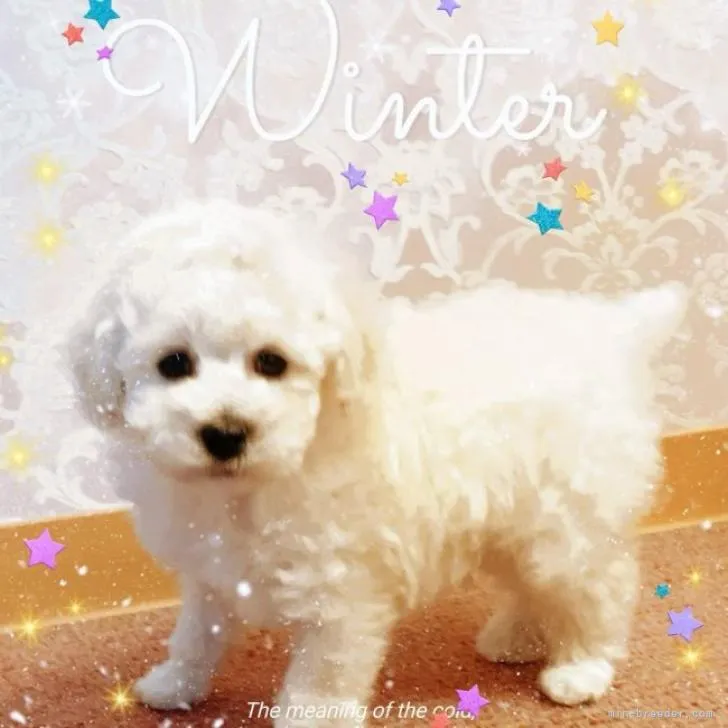 ID：2212-01755の子犬