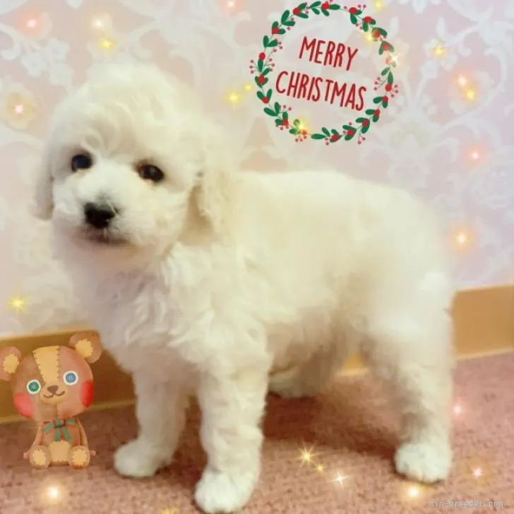 トイプードル(トイ)【青森県・女の子・2022年10月30日・ホワイト】の写真1