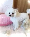 タイニープードル【青森県・女の子・2019年1月3日・ブラック】の写真4「ママです(*ﾟ▽ﾟ)ﾉ 1.8kg」