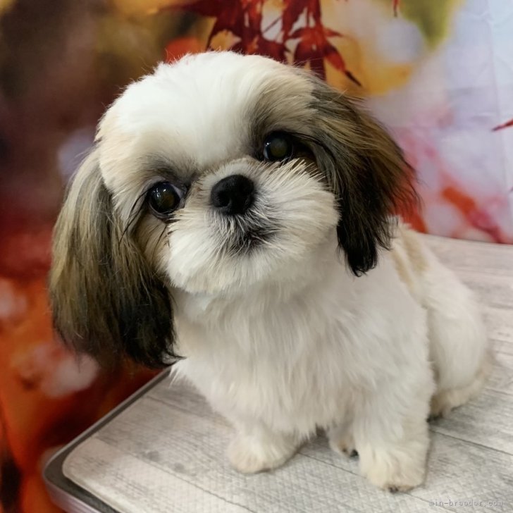 ブリーダー画像