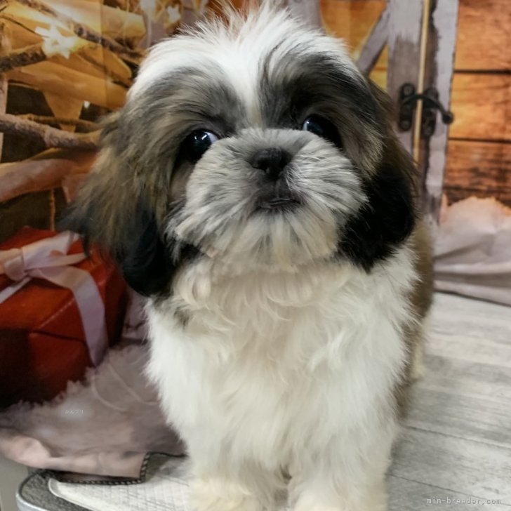 ブリーダー画像