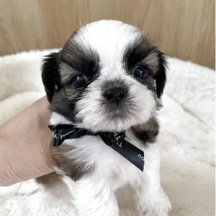 ID：2506-07511の子犬