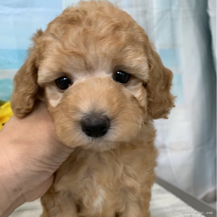【プードル】6足おまとめページ プードル】6足おまとめページ 子犬情報 - 大阪店：ぱぴぷぺっと