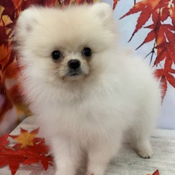ポメラニアン【大阪府・男の子・2025年7月29日・クリーム】の写真「🎵ころころむちむち短足男の子🎵」