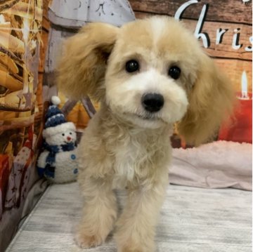 トイプードル(タイニー)【大阪府・女の子・2025年6月5日・クリーム&ホワイト】の写真「🎵淡いカラーが魅力の女の子🎵」