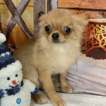 ポメチワ(チワワ×ポメラニアン)【大阪府・男の子・2025年6月8日・フォーン】の写真「🎵両親のいいとこ取り⭐︎可愛いチワポメ🎵」