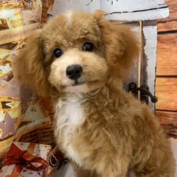 タイニープードル【大阪府・男の子・2025年6月4日・アプリコット&ホワイト】の写真「🎵白いポイントがとっても可愛いプードル男の子🎵」