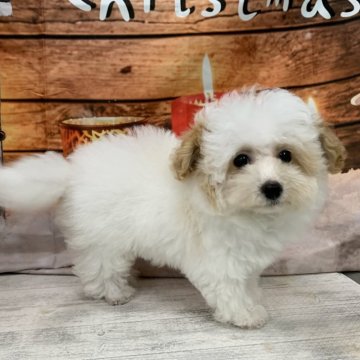 トイプードル(ティーカップ)【大阪府・男の子・2025年8月14日・ホワイト&アプリコット】の写真「🎵スヌーピー柄の小ぶりなパーティ🎵」