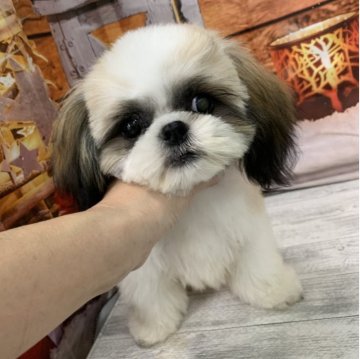 シーズー【大阪府・男の子・2025年5月21日・ホワイト&ゴールド】の写真「🎵お顔が可愛いシーズー男の子🎵」