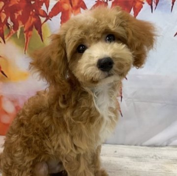 トイプードル(タイニー)【大阪府・男の子・2025年6月4日・アプリコット&ホワイト】の写真「🎵白いポイントがとっても可愛いプードル男の子🎵」