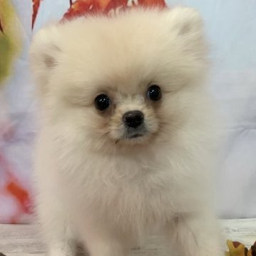 ポメラニアン【大阪府・男の子・2025年7月29日・クリーム】の写真「🎵ころころむちむち短足男の子🎵」