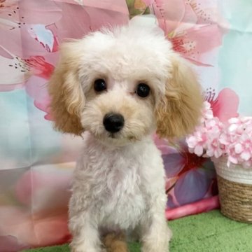 トイプードル(タイニー)【大阪府・男の子・2024年11月16日・クリーム】の写真「🎵元気いっぱい！可愛い子です🎵」