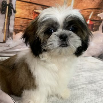 シーズー【大阪府・女の子・2025年8月7日・ホワイト&ゴールド】の写真「🎵お顔の可愛い小ぶりなシーズー🎵」