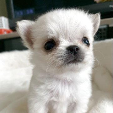 ポメチワ(チワワ×ポメラニアン)【大阪府・男の子・2025年6月9日・クリーム】の写真「🎵両親のいいとこ取り⭐︎極小チワポメ🎵」