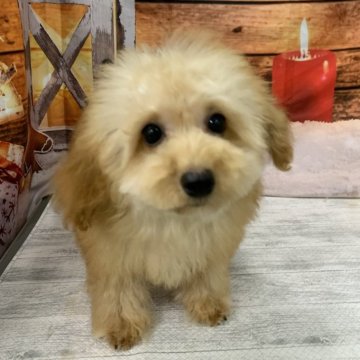 トイプードル(ティーカップ)【大阪府・女の子・2025年6月21日・レッド】の写真「🎵とっても小ぶりな超ドワーフ女の子🎵」