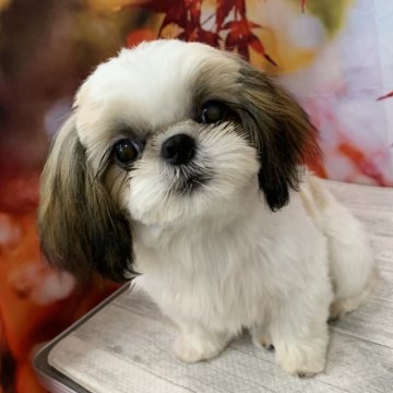 シーズー【大阪府・女の子・2025年5月21日・ホワイト&ゴールド】の写真「🎵とっても小ぶりなシーズー女の子🎵」