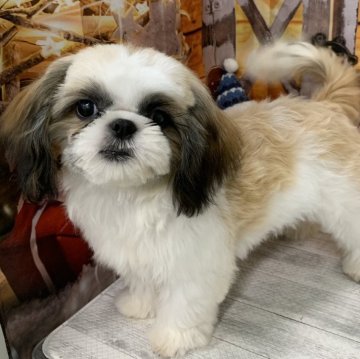 シーズー【大阪府・女の子・2025年5月21日・ホワイト&ゴールド】の写真「🎵お顔が可愛いシーズー女の子🎵」