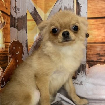 ポメチワ(チワワ×ポメラニアン)【大阪府・男の子・2025年6月8日・フォーン】の写真「🎵両親のいいとこ取り⭐︎可愛いチワポメ🎵」