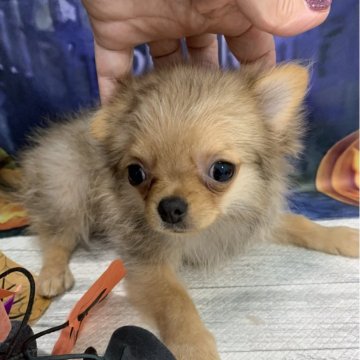 ポメチワ(チワワ×ポメラニアン)【大阪府・男の子・2025年6月8日・フォーン】の写真「🎵両親のいいとこ取り⭐︎可愛いチワポメ🎵」
