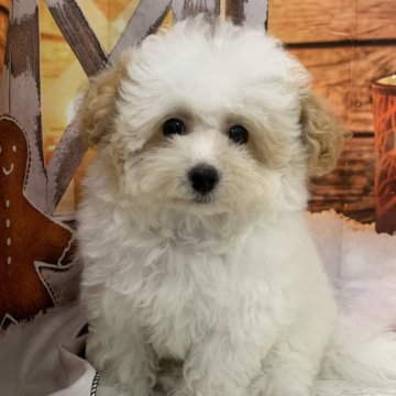 トイプードル(ティーカップ)【大阪府・男の子・2025年8月14日・ホワイト&アプリコット】の写真「🎵スヌーピー柄の小ぶりなパーティ🎵」