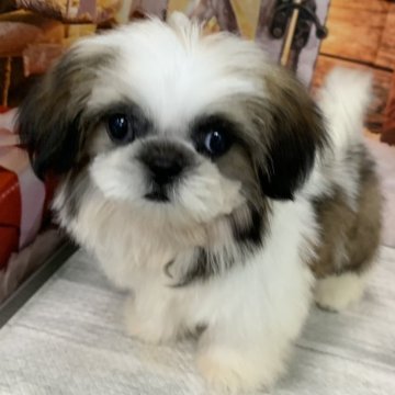 シーズー【大阪府・女の子・2025年8月7日・ホワイト&ゴールド】の写真「🎵極小♡ちびちびシーズー🎵」