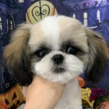 シーズー【大阪府・男の子・2025年5月21日・ホワイト&ゴールド】の写真「🎵お顔が可愛いシーズー男の子🎵」
