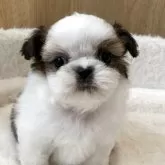 シーズー