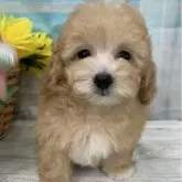 タイニープードル