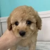 タイニープードル【大阪府・男の子・2024年11月16日・アプリコット】の写真1