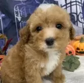 ティーカッププードル【大阪府・男の子・2025年9月1日・レッド&ホワイト】の写真1