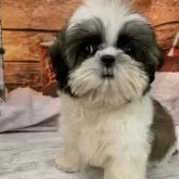 シーズー【大阪府・女の子・2025年8月7日・ホワイト&ゴールド】の写真2