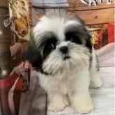 シーズー【大阪府・女の子・2025年8月7日・ホワイト&ゴールド】の写真4