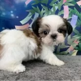 シーズー【大阪府・女の子・2025年5月21日・ホワイト&ゴールド】の写真8