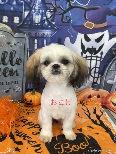 シーズー【・女の子・2024年4月18日・ホワイト&amp;ゴールド】