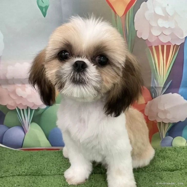 ID:2403-01469の子犬
