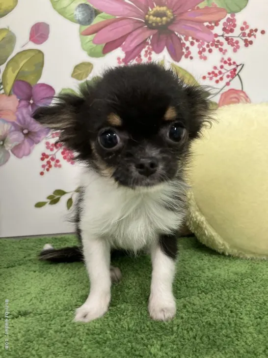 うさちゃん 様のお迎えした子犬