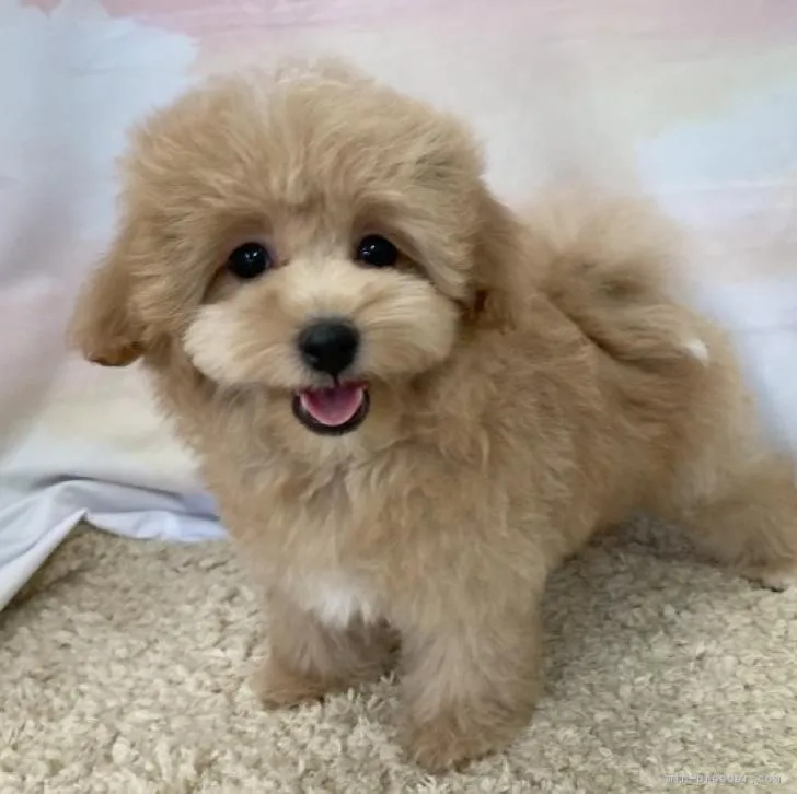 ID：2206-00031の子犬