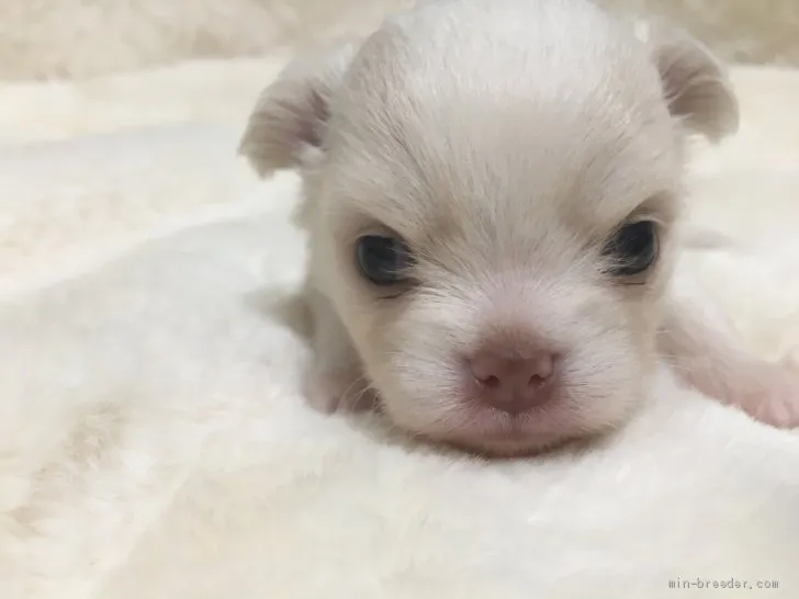 C.S 様のお迎えした子犬