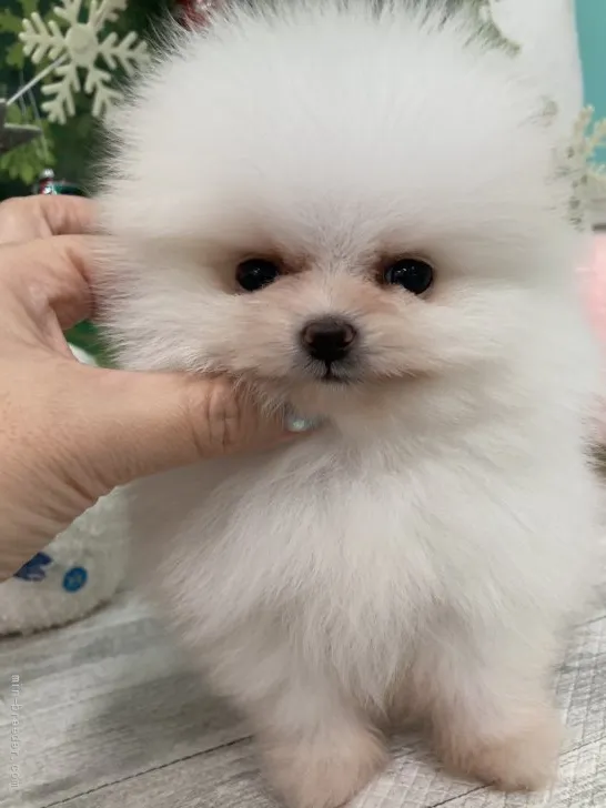 ID:2111-03491の子犬