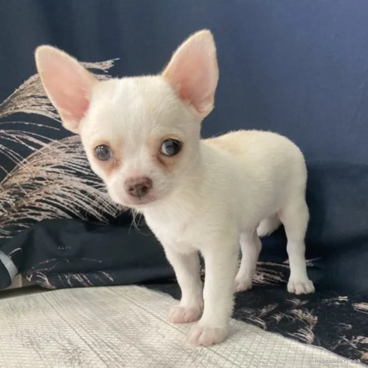 ID:2309-02700の子犬